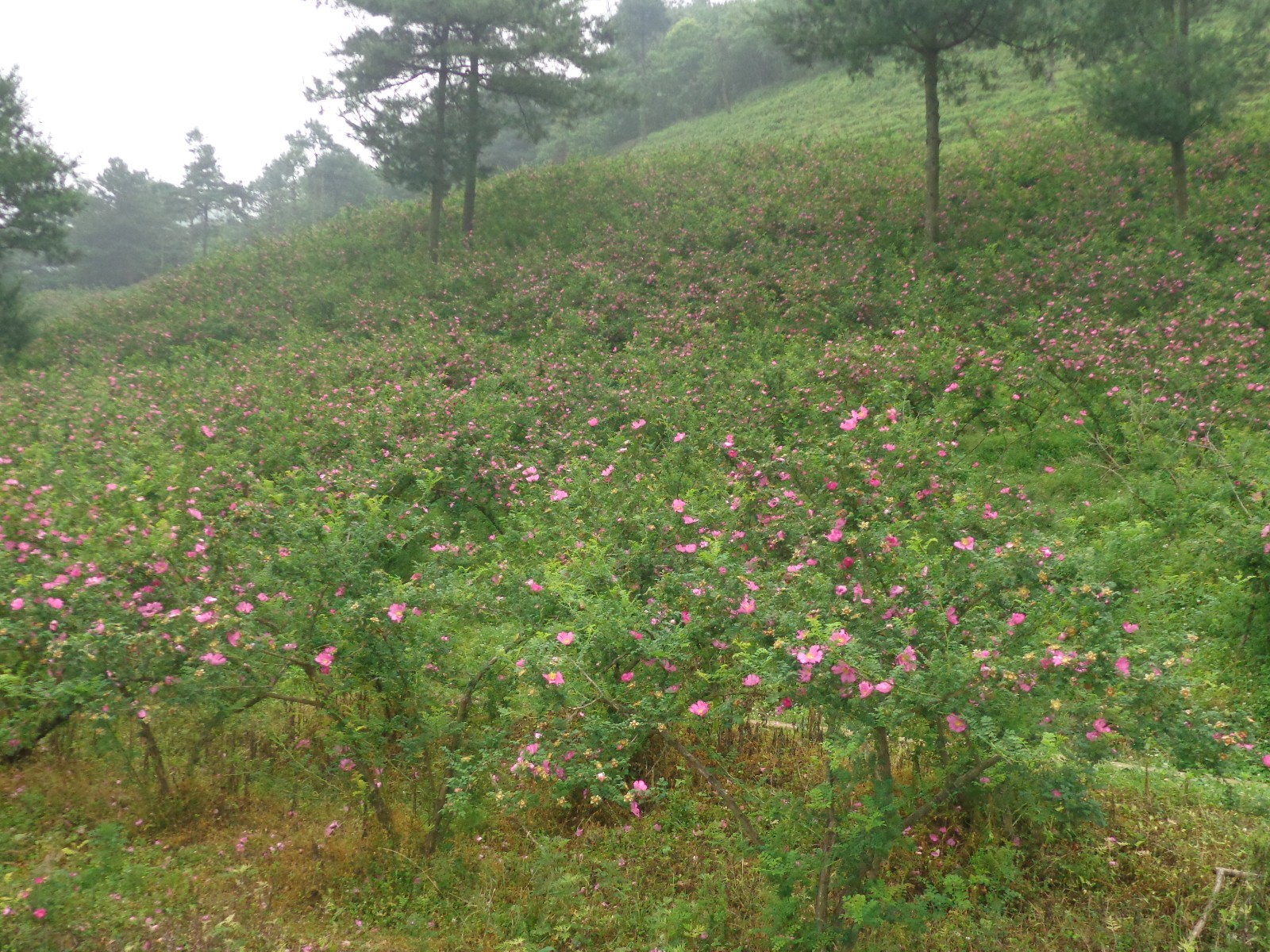 刺梨花.JPG