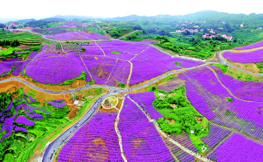 桐梓黔北花海.jpg