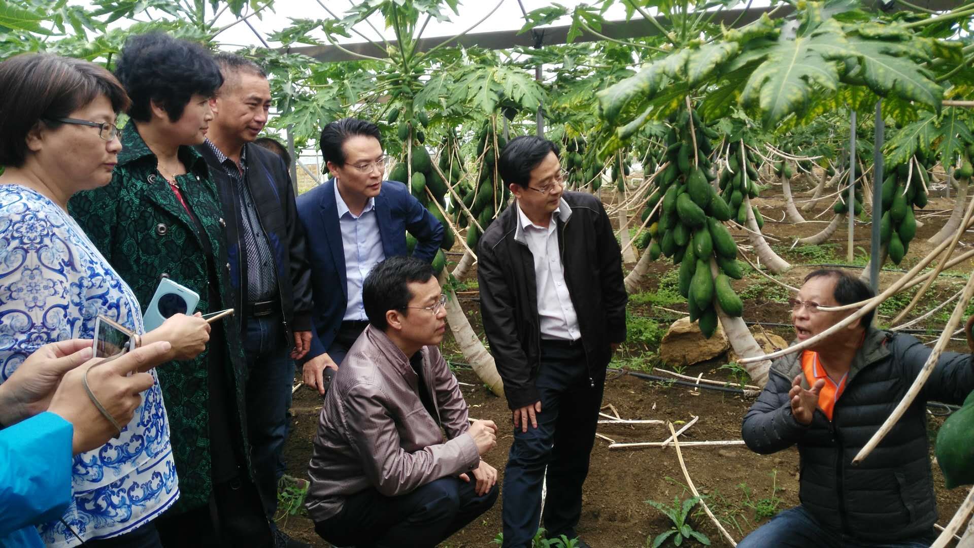 肖荣军副主任实地查看木瓜种植基地.jpg