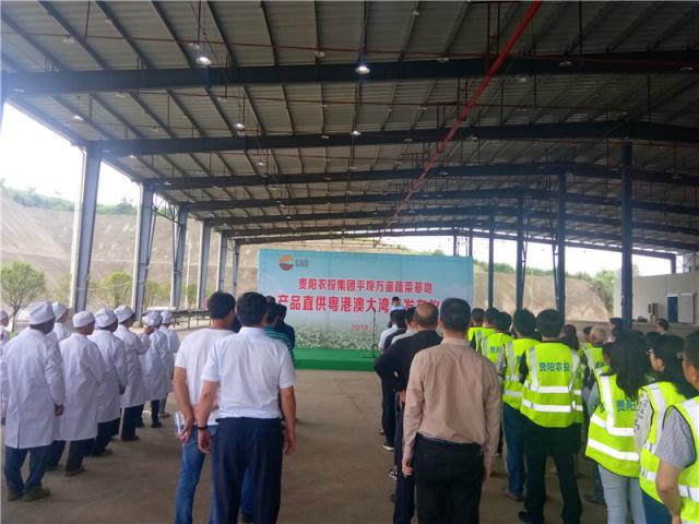 贵阳市农投集团平坝万亩蔬菜基地产品直供粤港澳大湾区2.jpeg