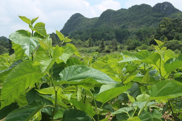 独山县桑蚕01.jpg