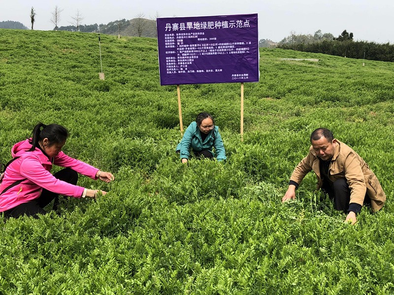 兴仁村绿肥种植示范点_爱奇艺_副本.jpg
