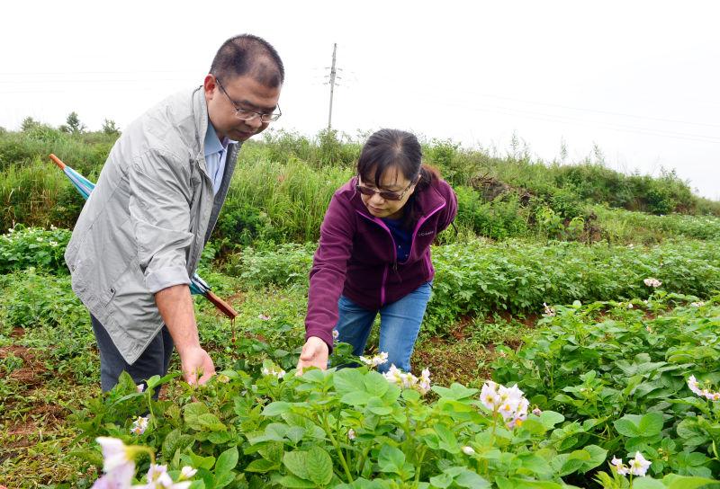 图1 贵州省农委植保站站长朱怡（右一）、贵阳市农委植保站副站长张斌（左一）在开阳县马铃薯基地里视察晚疫病防治情况