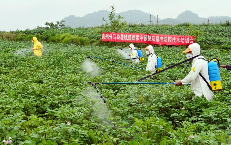 图2 贵阳市开阳县马铃薯精准绿色防控示范田里正在示范先进有效的绿色防控方法