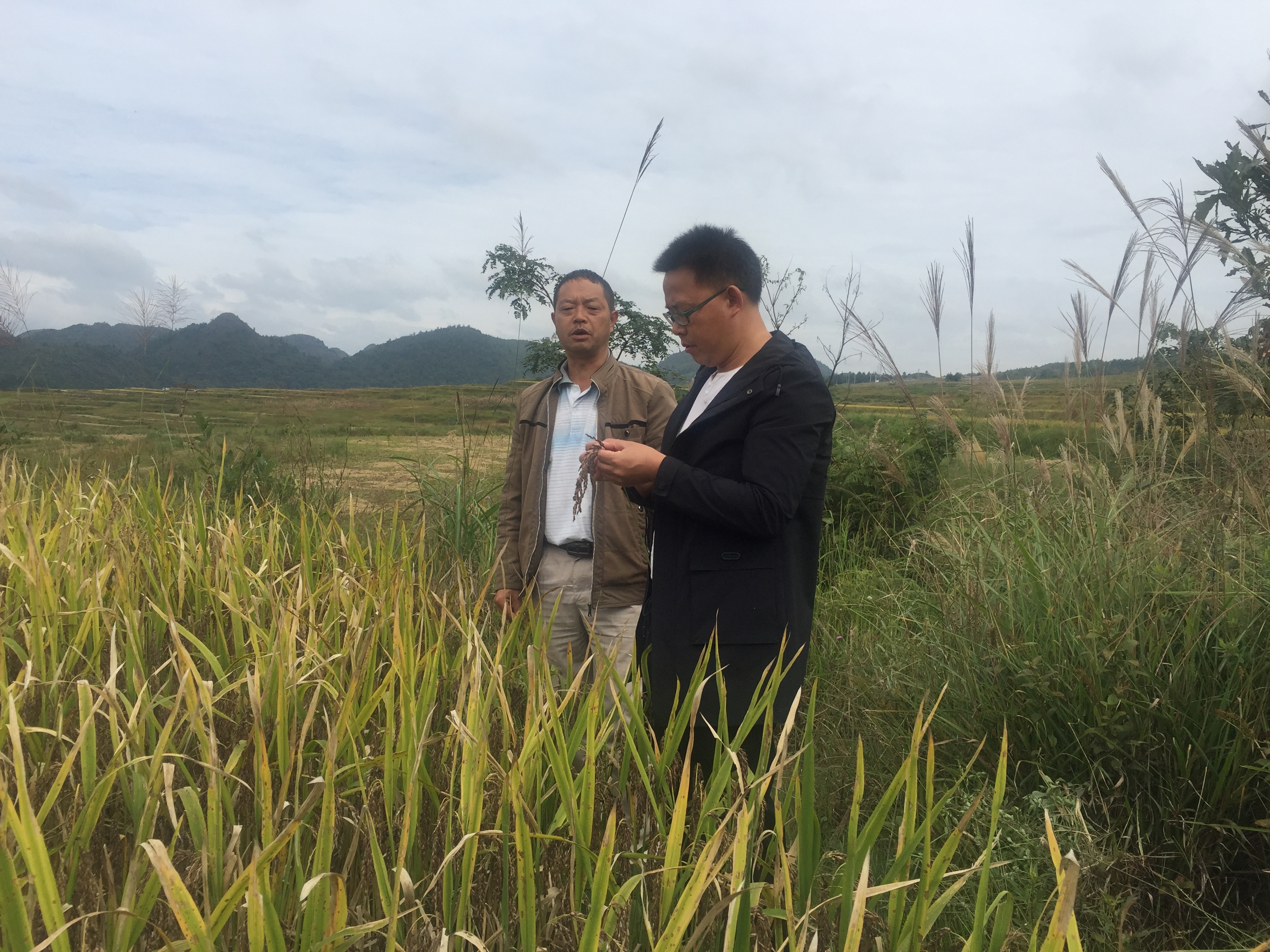调研惠水黑糯米