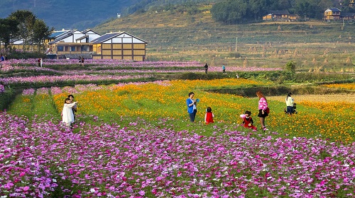 苟坝.花茂花海-唐正摄.jpg